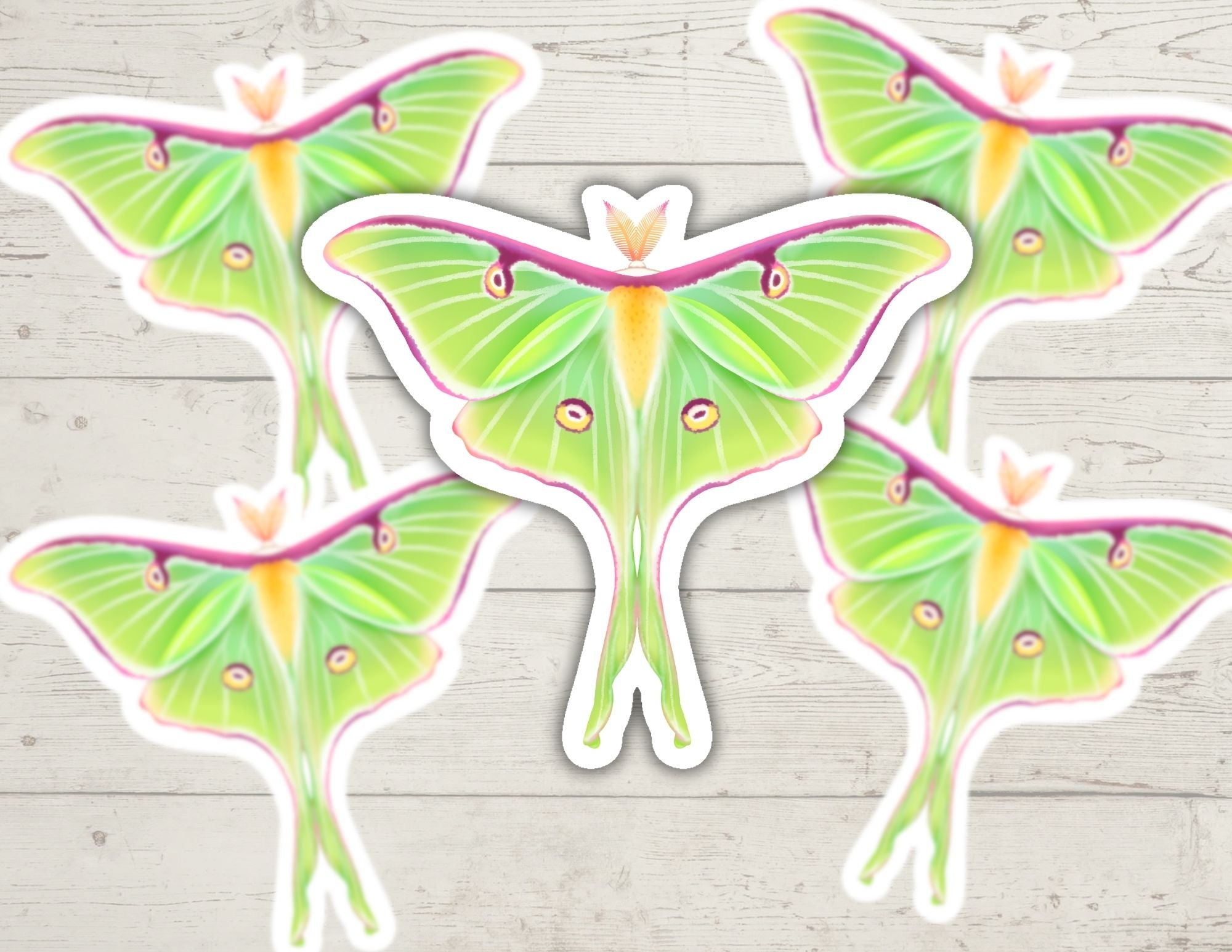 Celestial Luna Moth Sticker | Hand-Drawn Laptop, Planners & Water Bottles